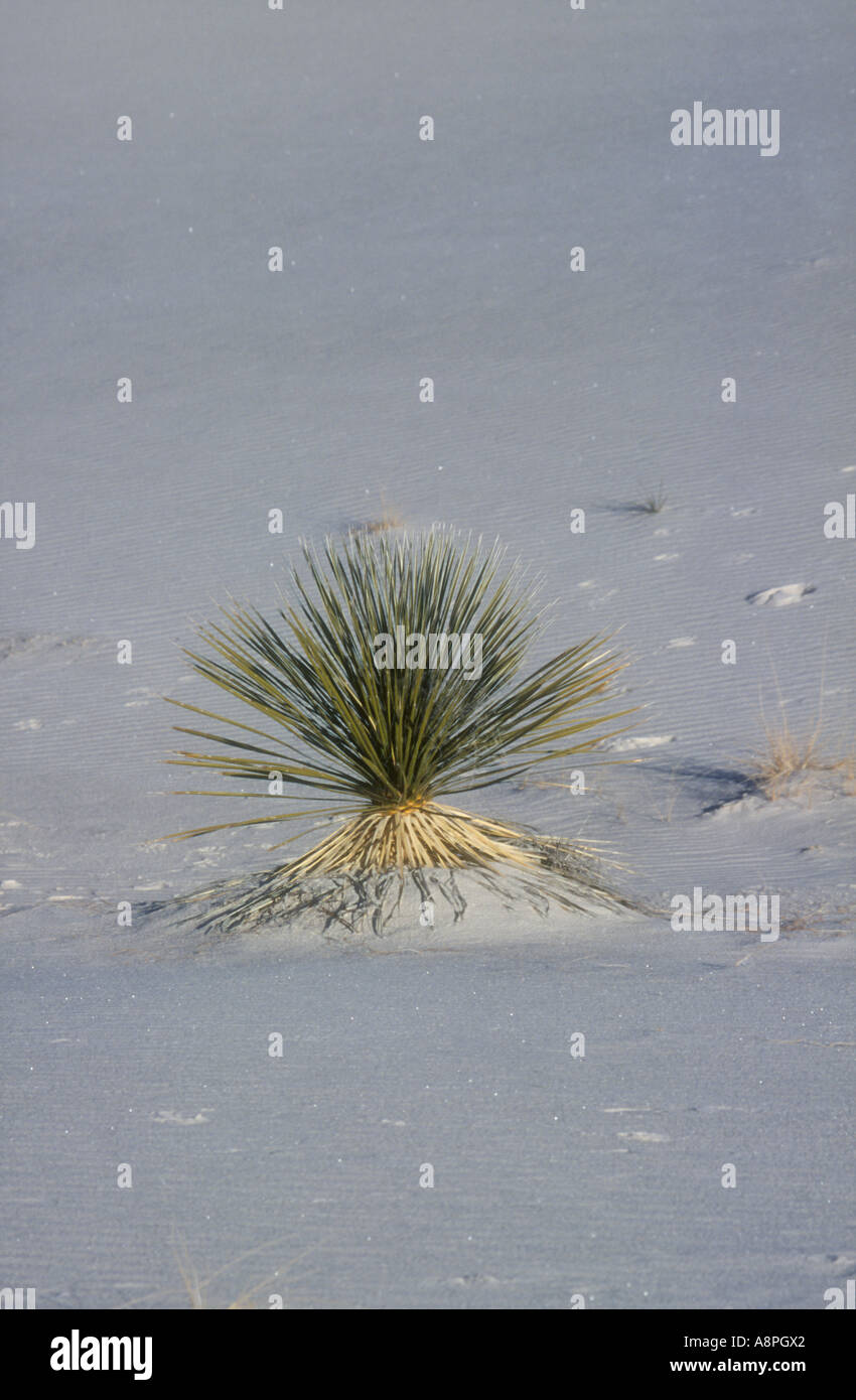 Lone piante del deserto in dune di sabbia Foto Stock