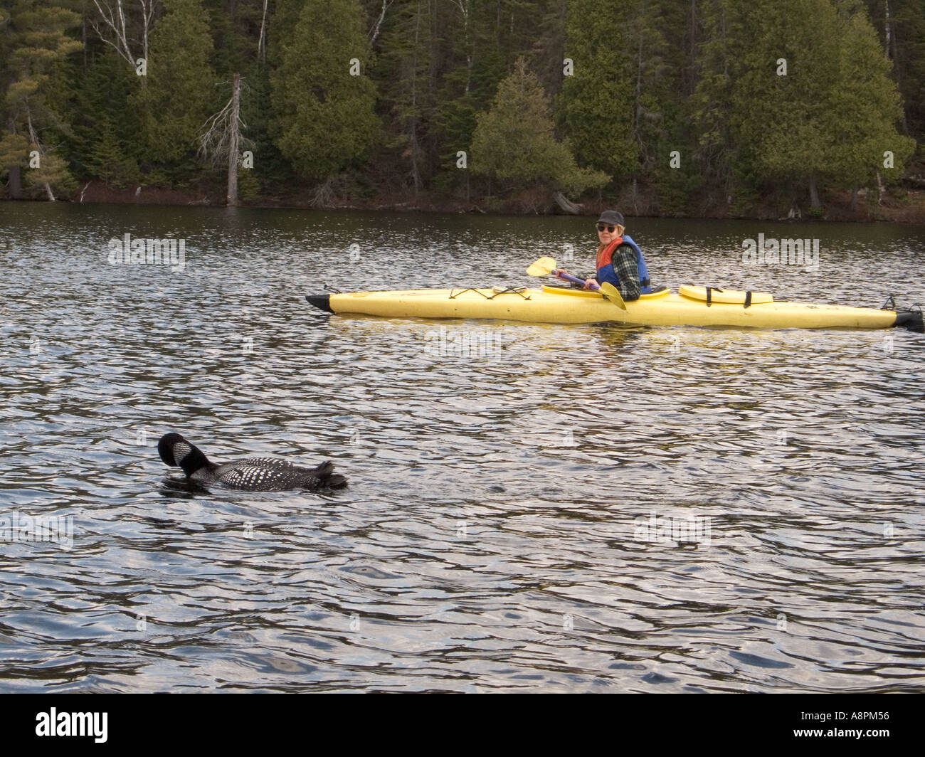 Loon e kayak in Algonquin Provincial Park Foto Stock