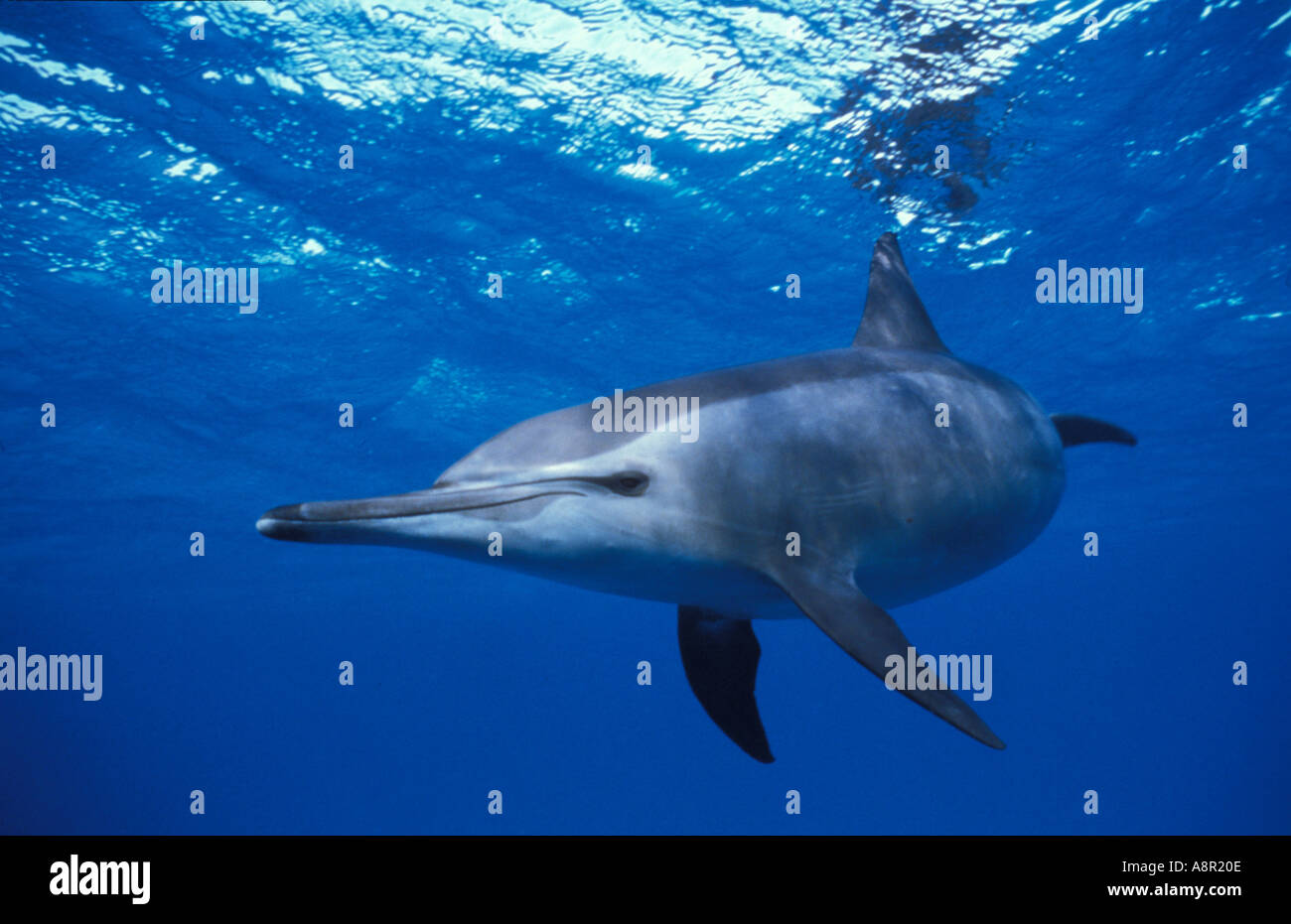 Delfino del filatore Foto Stock