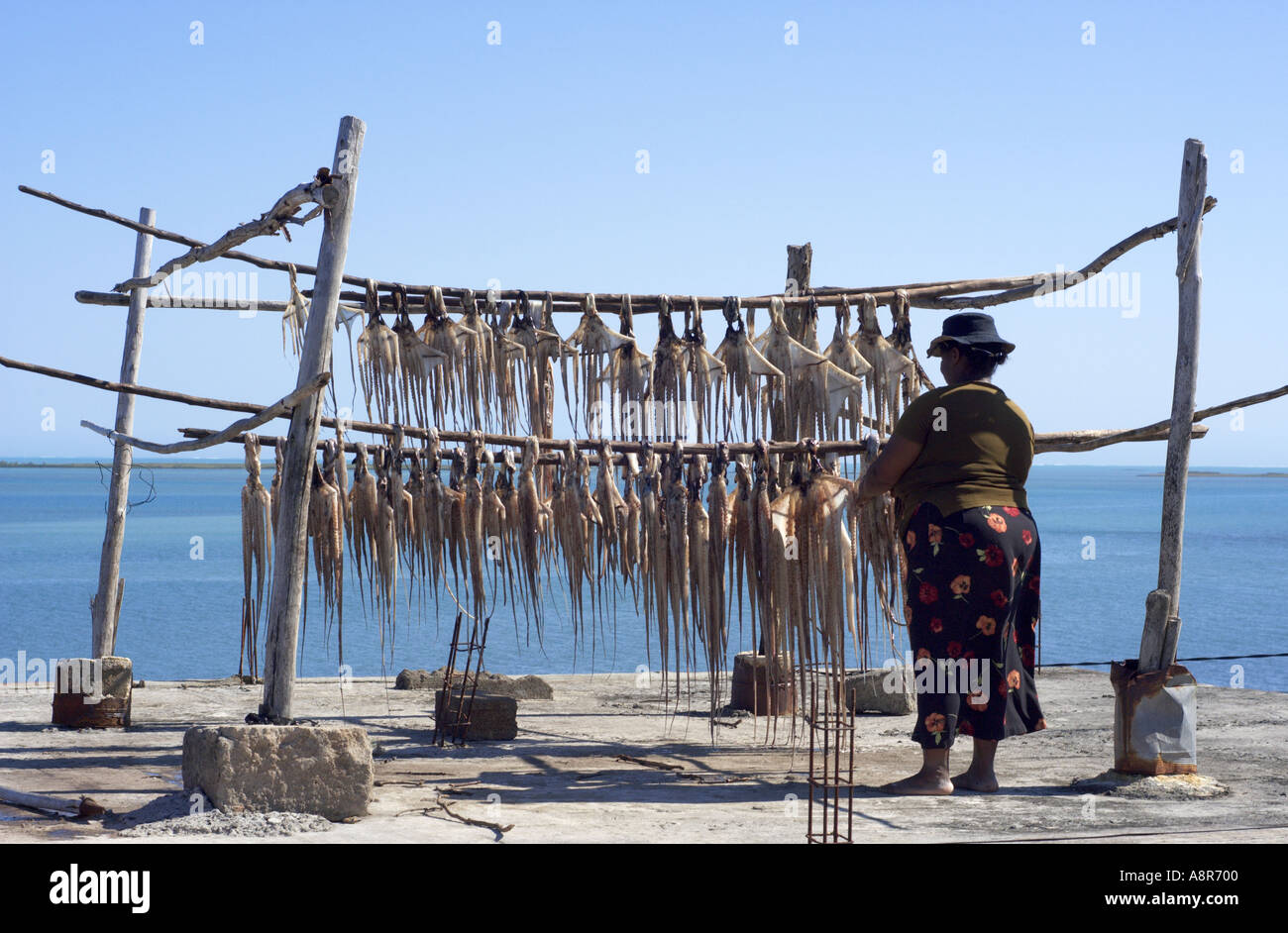 Il polpo fisherwoman Foto Stock