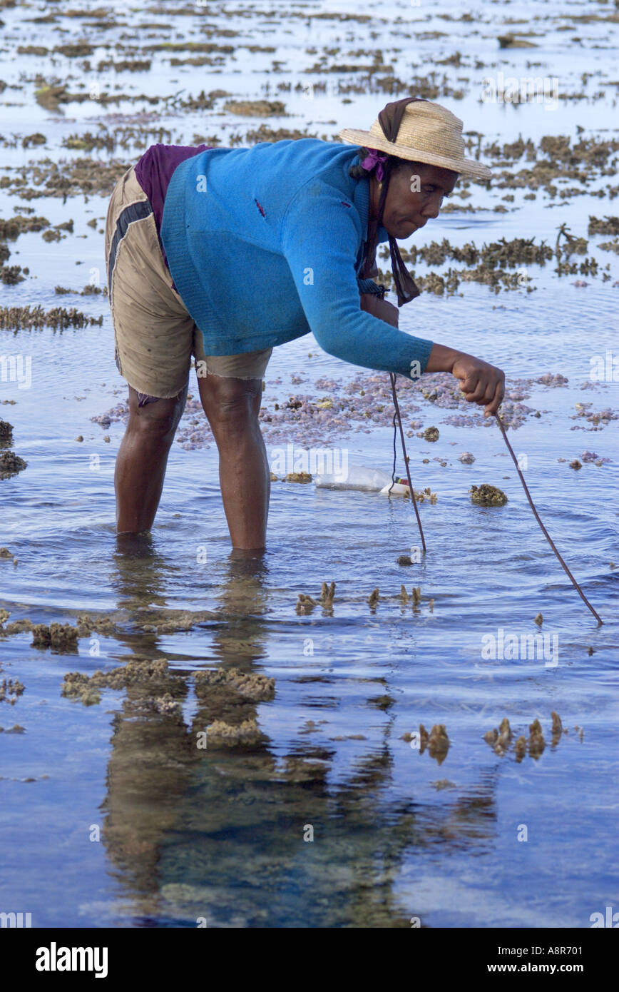 Il polpo fisherwoman Foto Stock