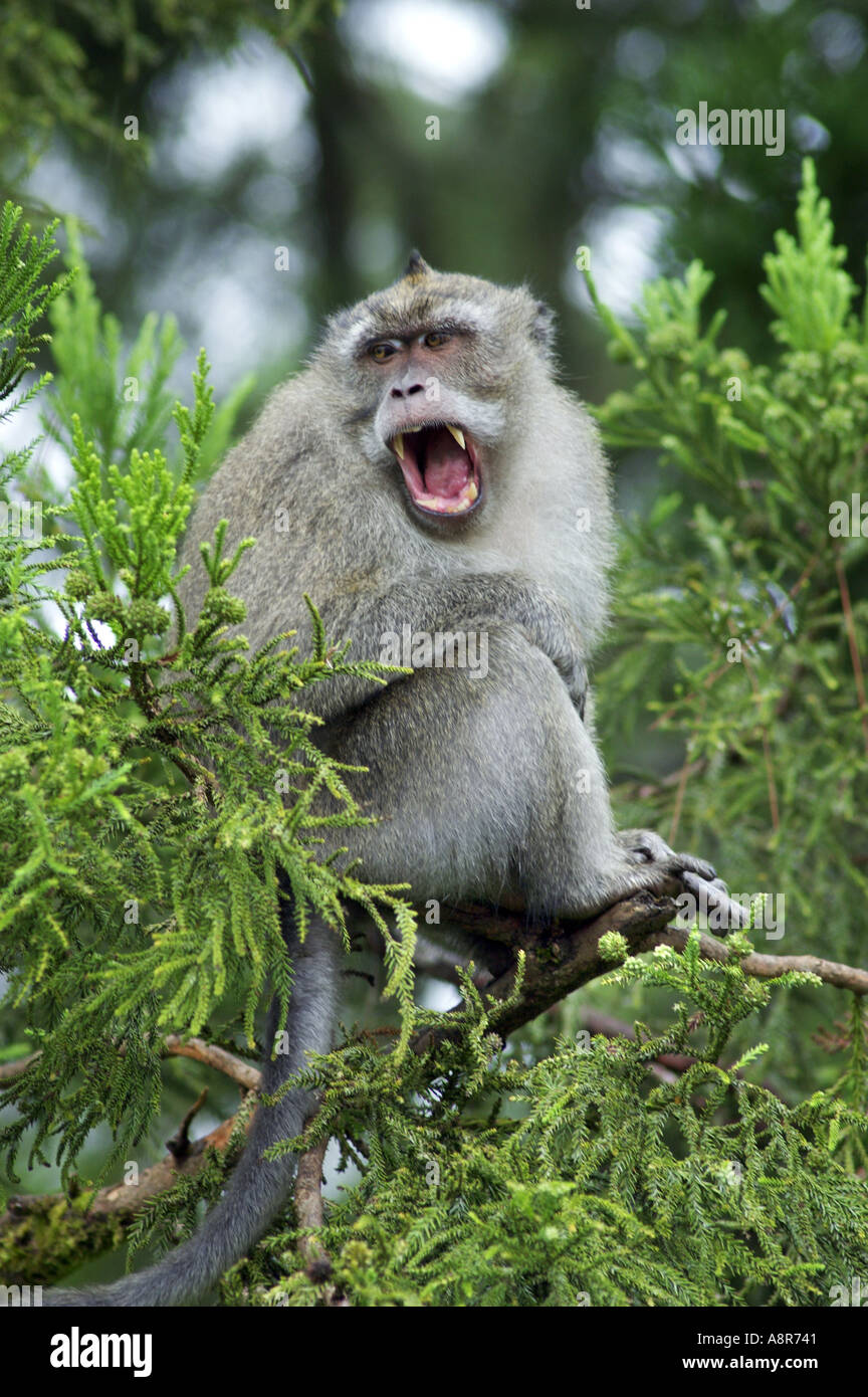 Macaque crabeating Foto Stock