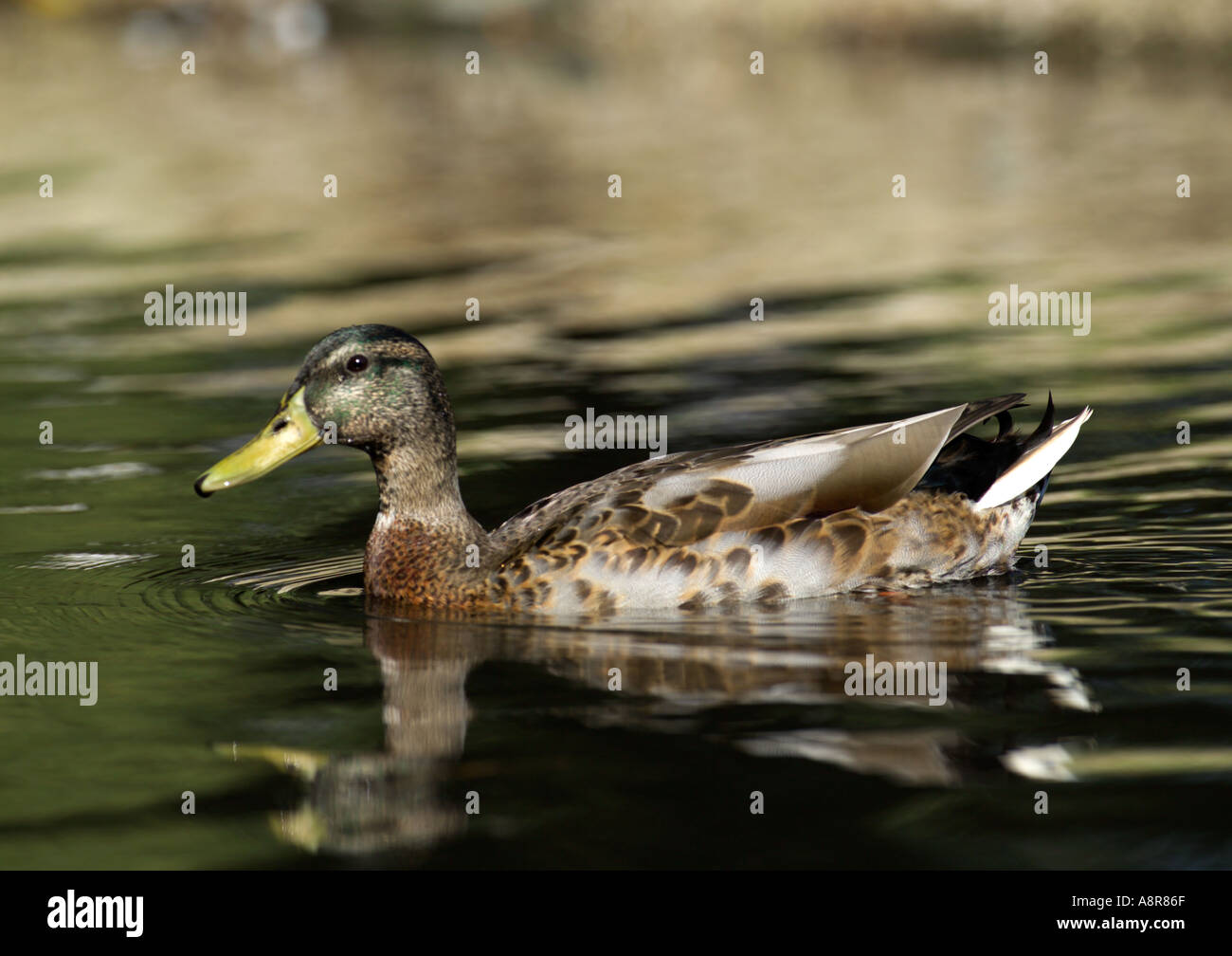 Germano reale Anas platyrhynchos maschio in eclipse muta autunno REGNO UNITO Foto Stock