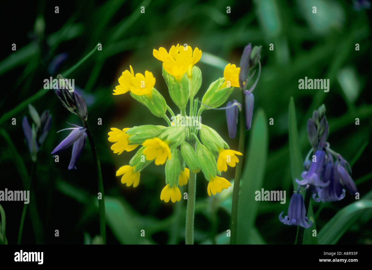 Cowslips bluebells Primulas Bulleyeana ed Endimione non scriptus in sole primaverile Foto Stock