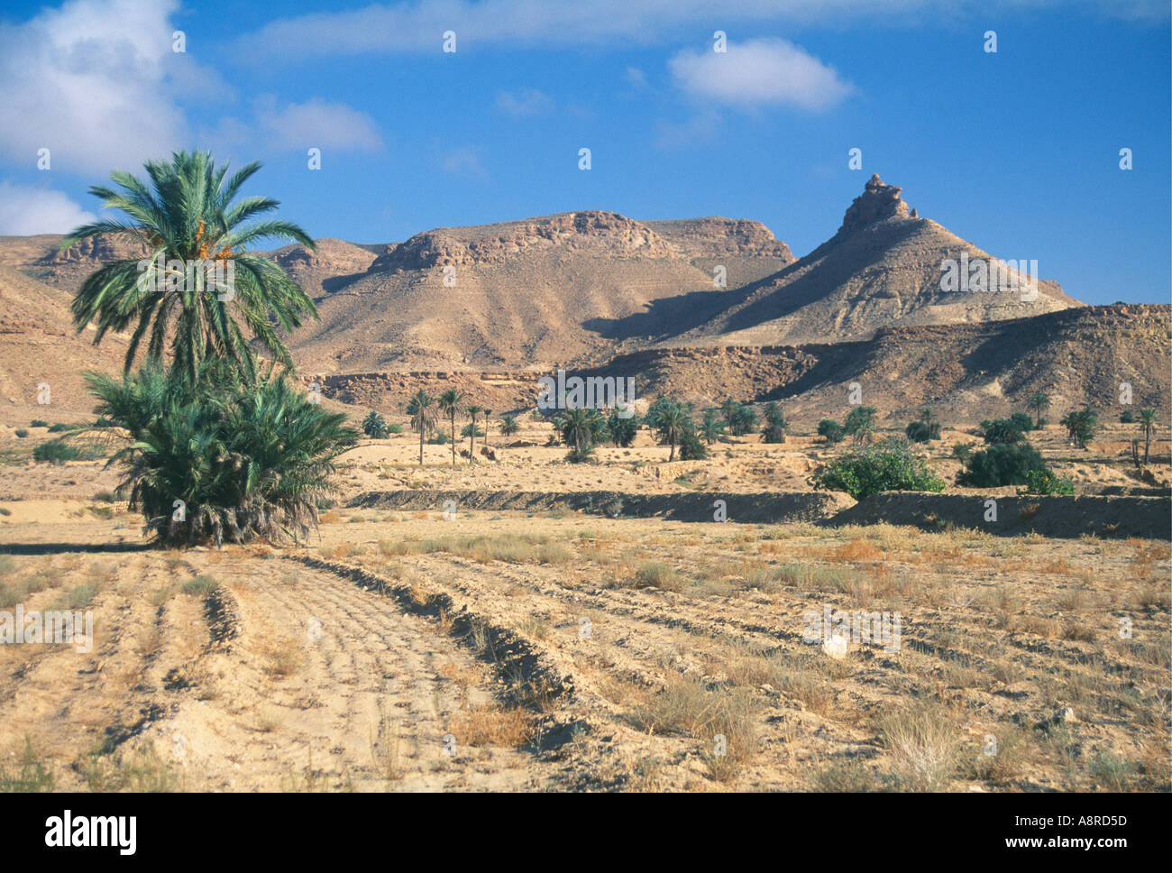 Le colline e i palm pianura punteggiata visualizzata dal villaggio di Chenini Tunisia Foto Stock