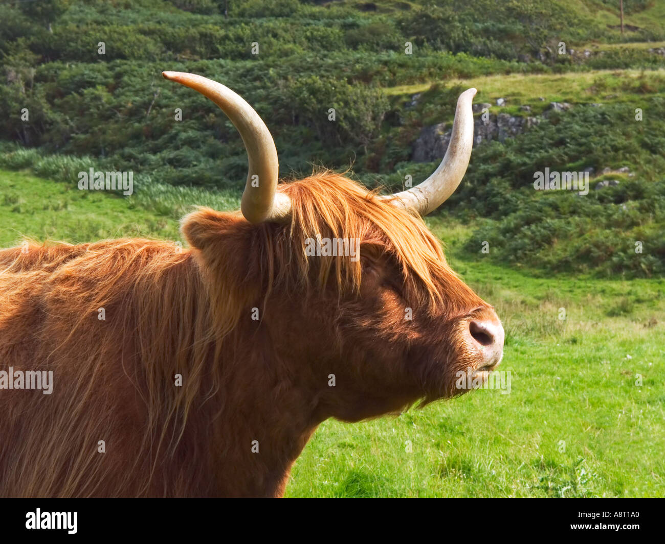 Scottish highland mucca Foto Stock