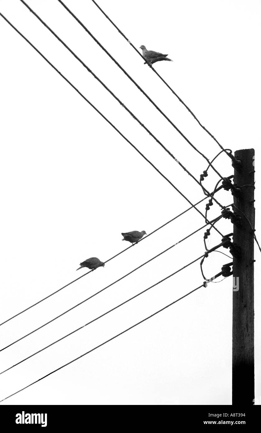 Uccelli sui fili del telegrafo 1bw Foto Stock