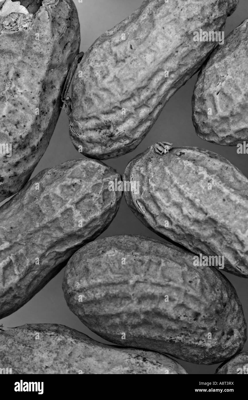 Le arachidi nei loro gusci le arachidi sono una fonte di proteina concentrata. Le arachidi sono ricche di nutrienti essenziali Foto Stock