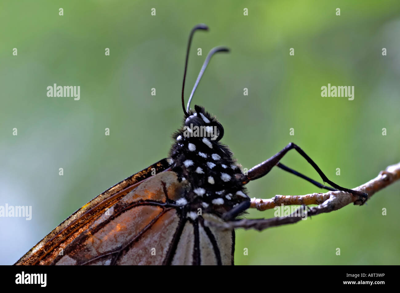 Farfalla monarca Danaus plexippus comunemente denominato Wanderer farfalla in Australia Foto Stock