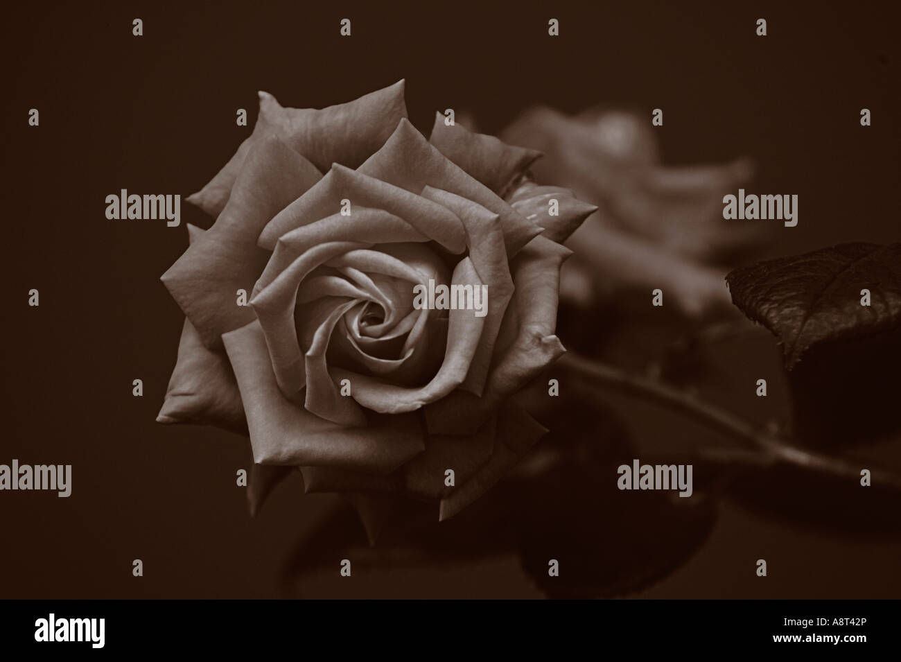 Bella Rosa Tono di selenio Foto Stock