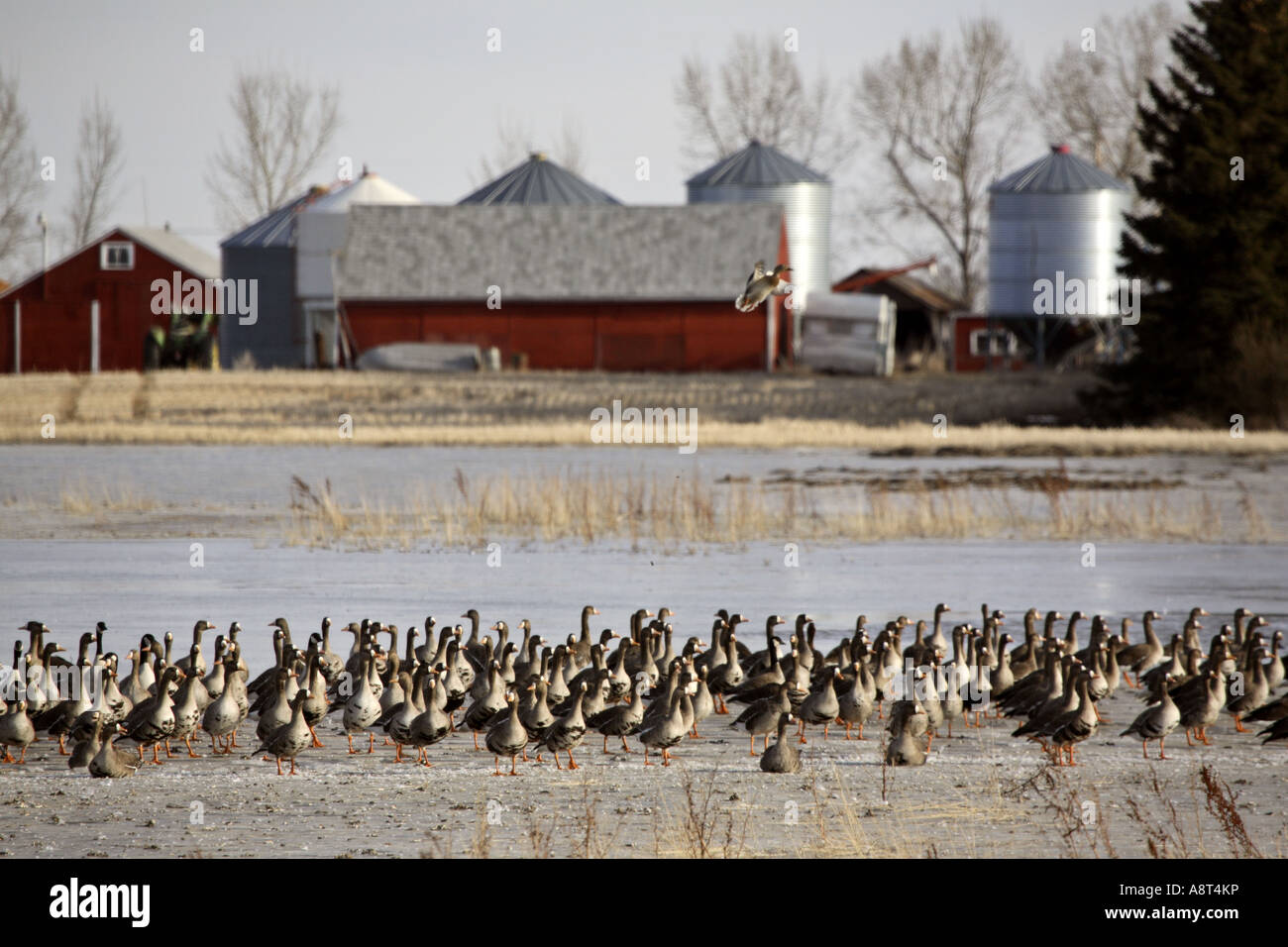 Raccolta di oche a Saskatchewan campo inondato Foto Stock