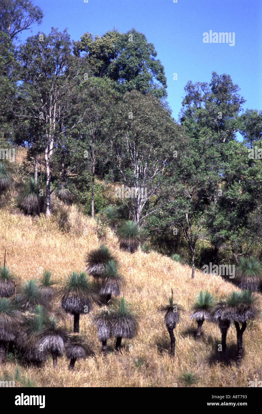 Australian blackboy piante fuori nella boccola Foto Stock