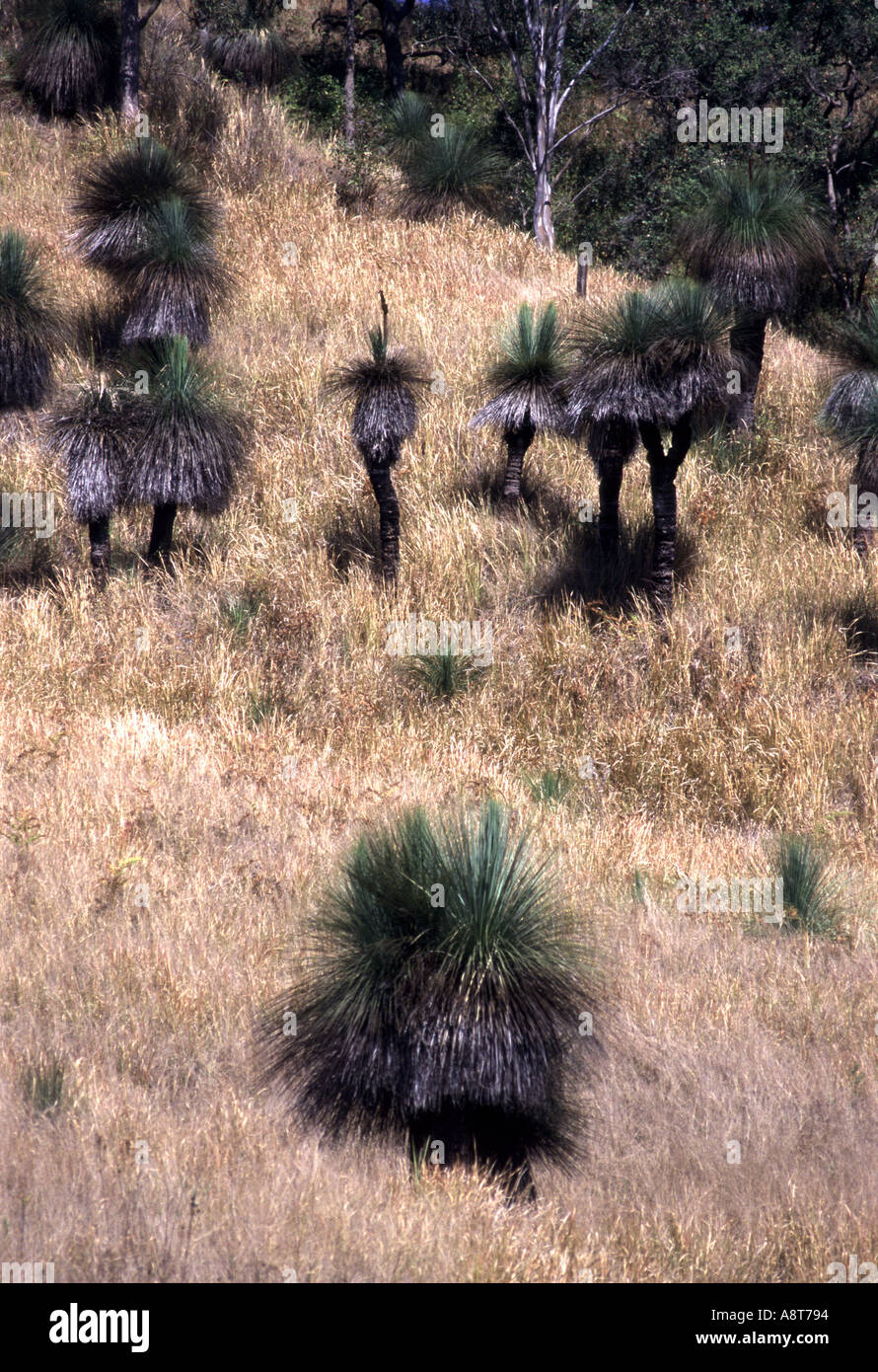 Australian blackboy piante fuori nella boccola Foto Stock