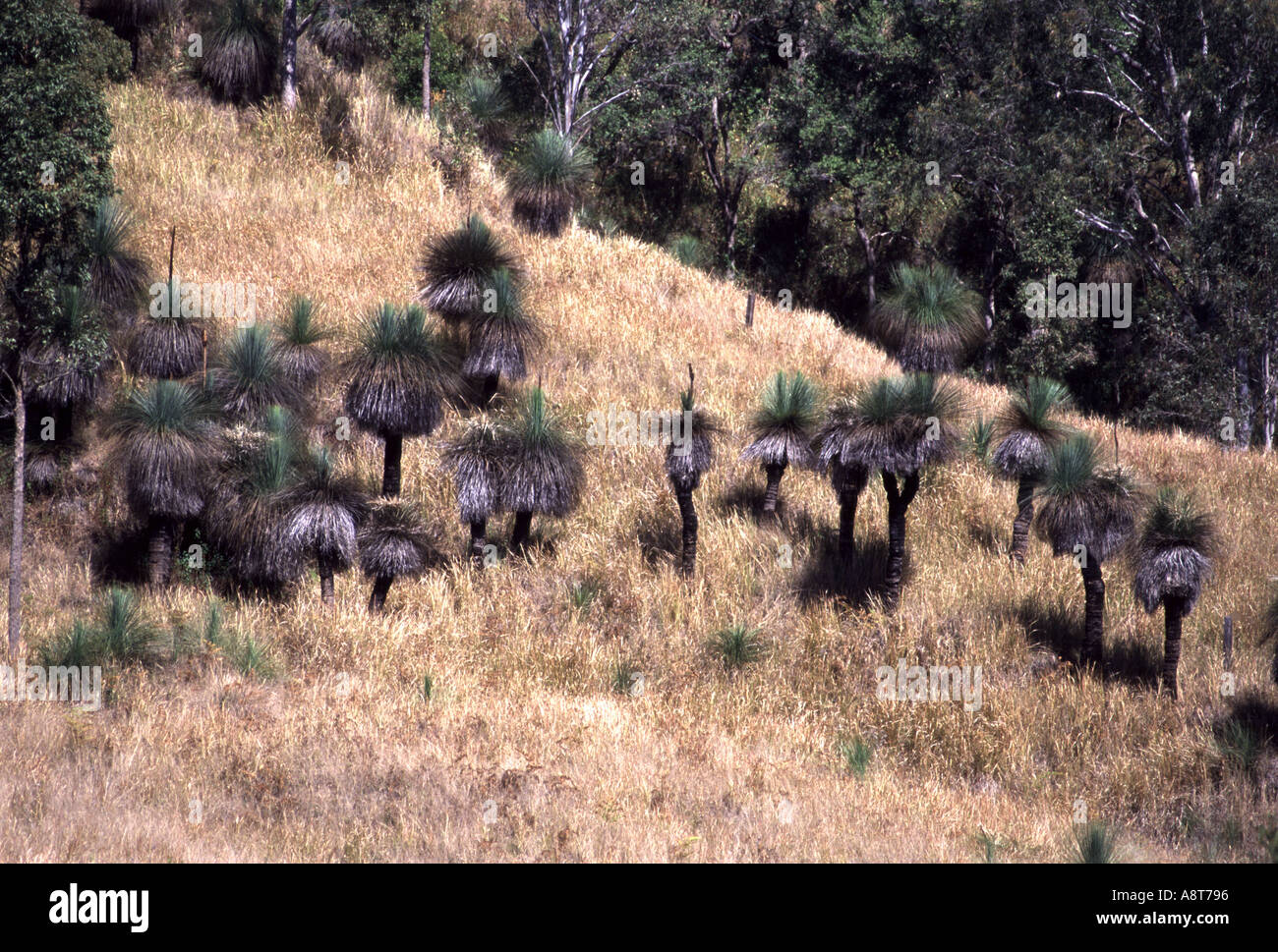 Australian blackboy piante fuori nella boccola Foto Stock