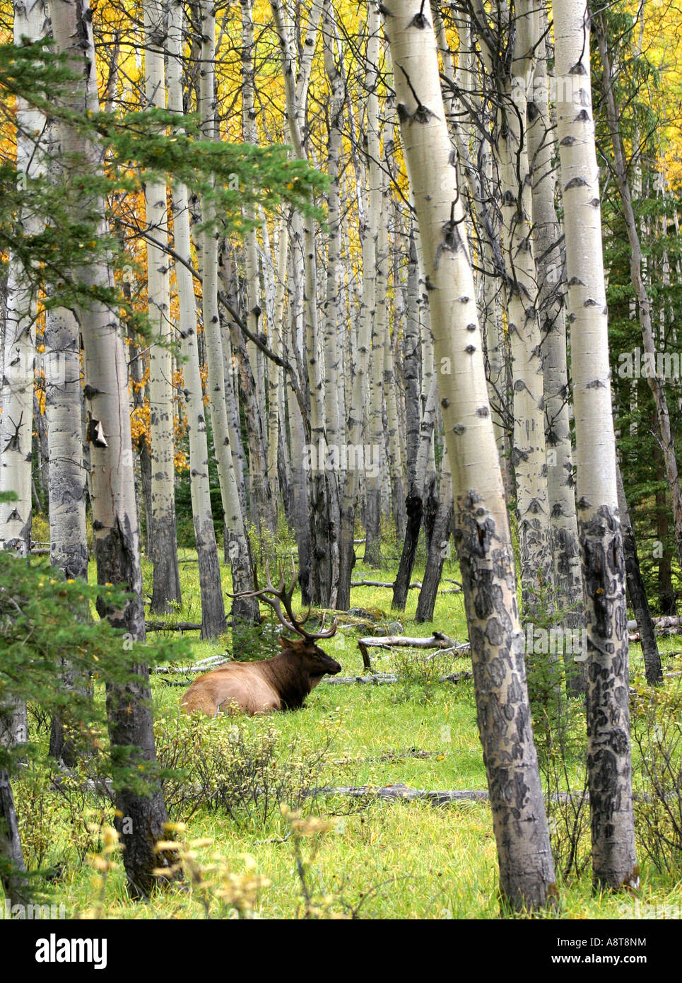 Majestic Bull Elk dormendo ma avviso in caduta Aspen Tree Grove Foto Stock