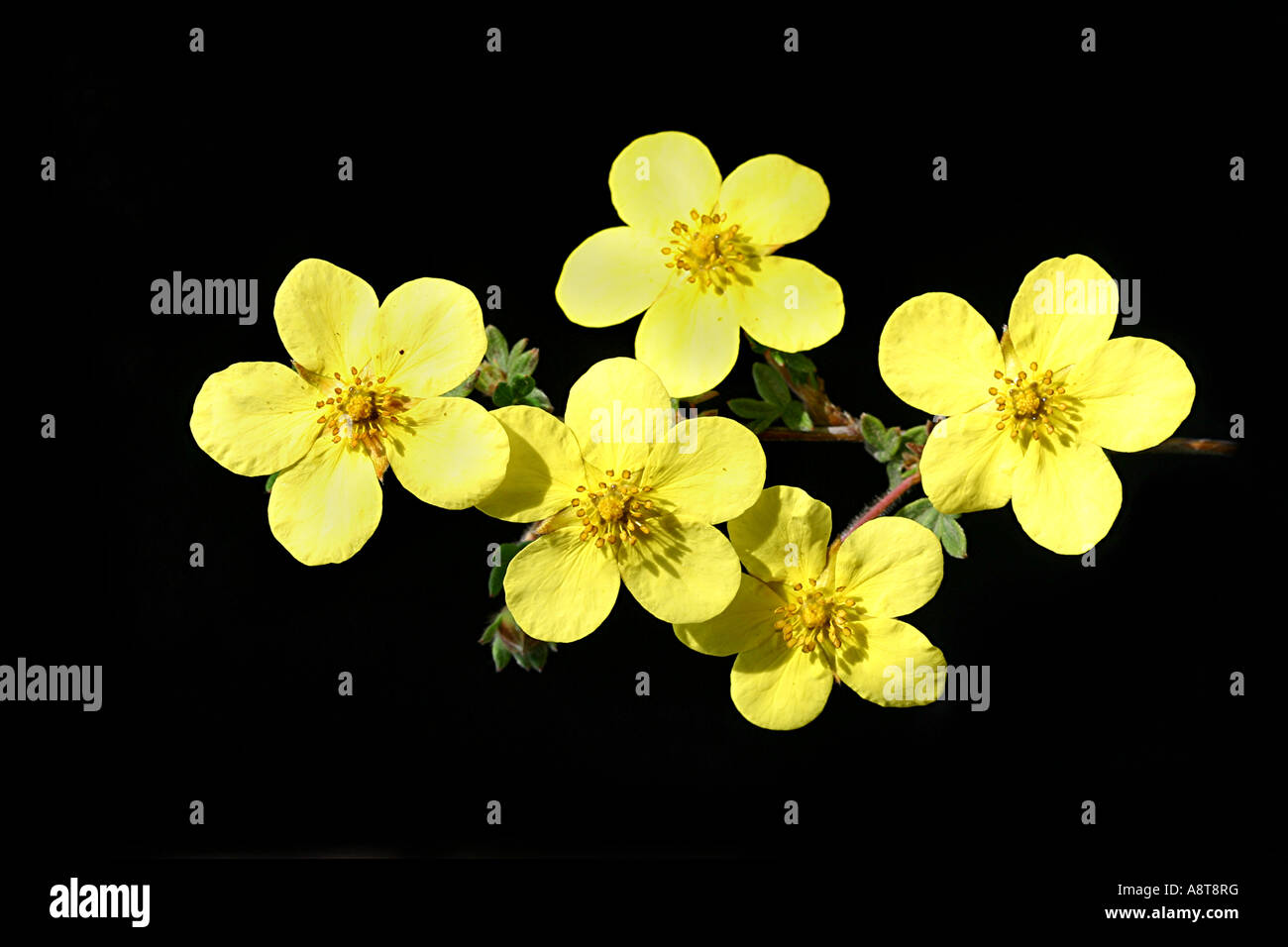 Cinque 5 giallo Potentilla arbustiva, fiori selvatici, 7/8 poll. -- la famiglia di Rose Foto Stock