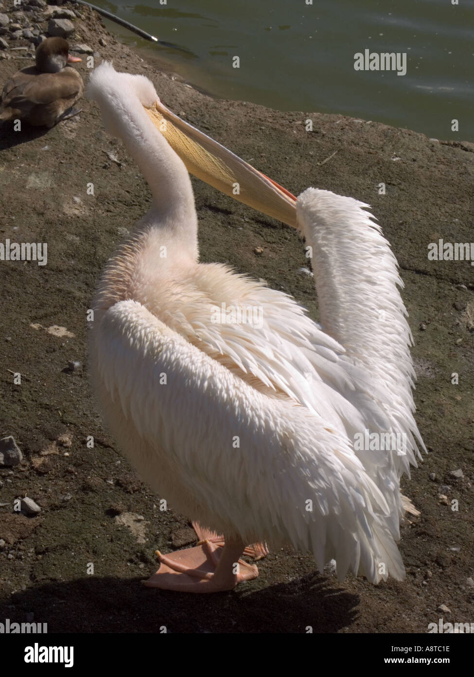 Pelican preening piume Parc Phoenix di Nizza Francia Foto Stock