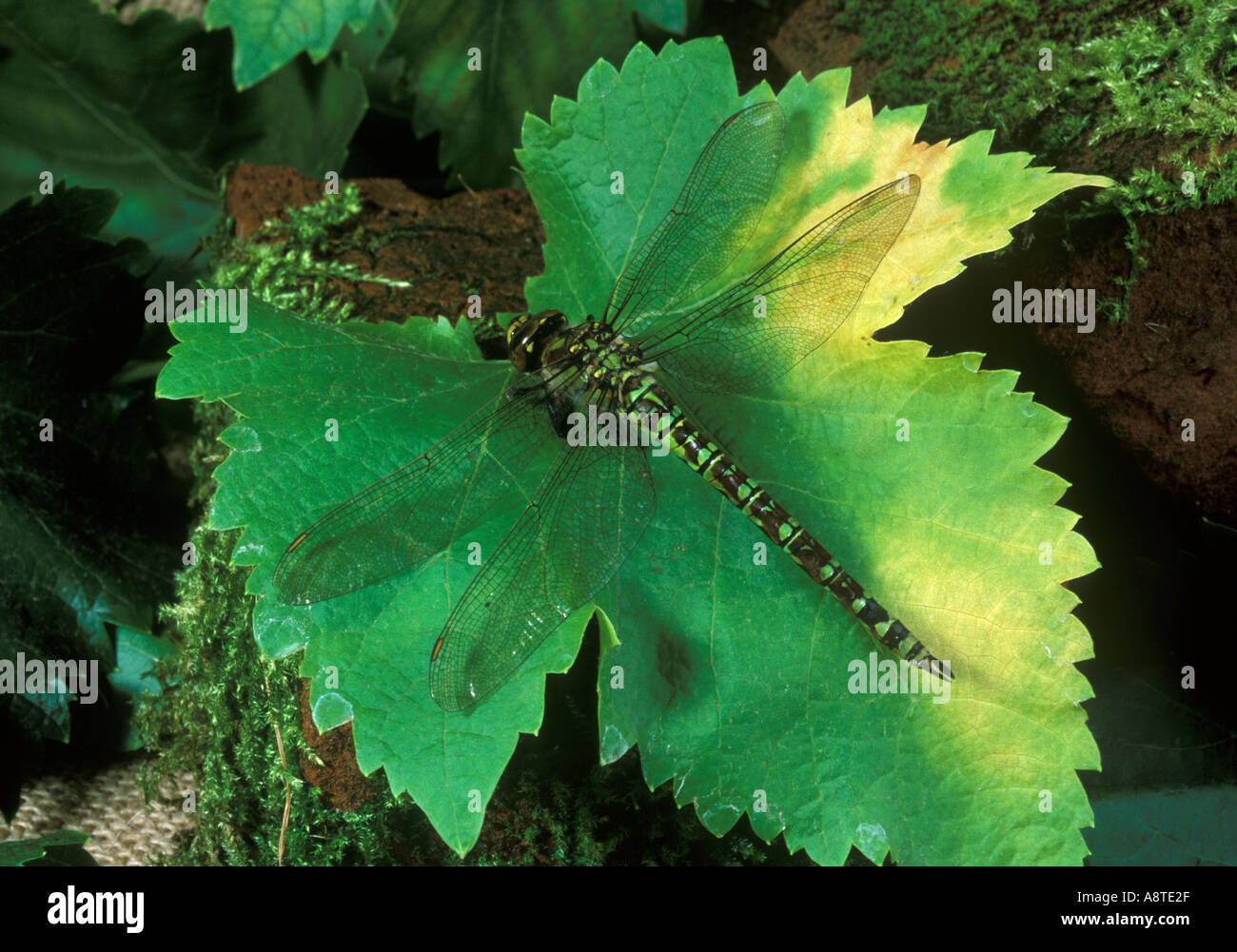 Una libellula su una foglia Foto Stock Una libellula su una foglia Foto Stock