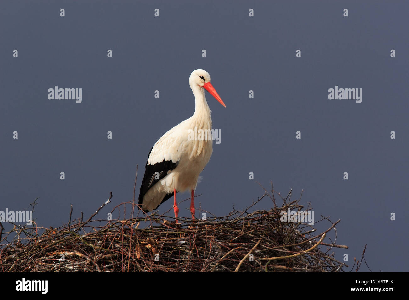 Cicogna bianca (Ciconia ciconia), su un nido, Svizzera Foto Stock