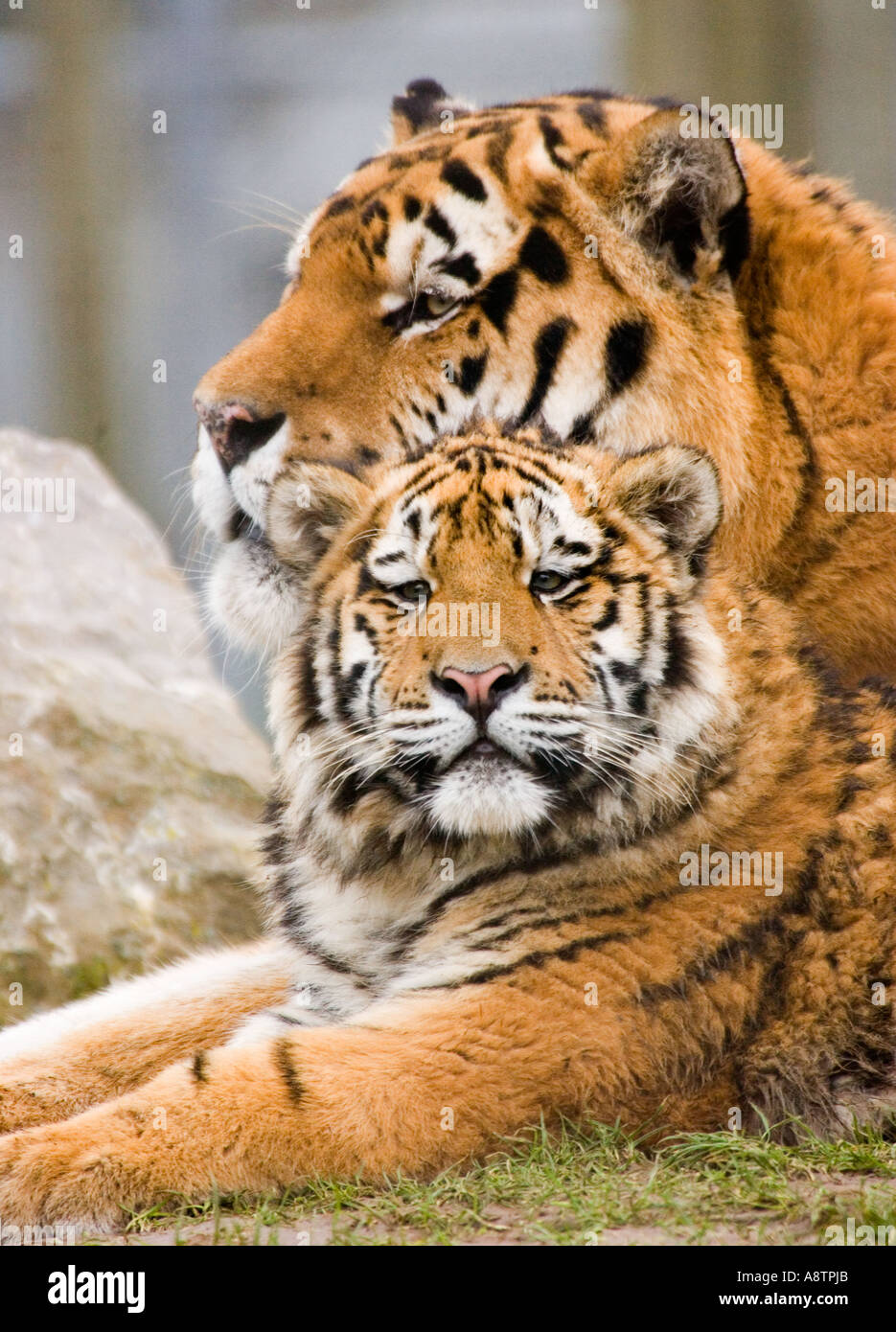 Padre e figlio (Amur Tigers) Foto Stock