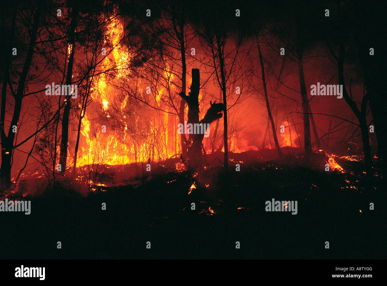 Australia. Nuovo Galles del Sud. Bush fuoco. Foto Stock