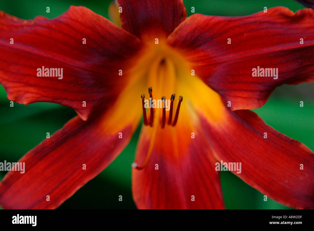 Hemerocallis Chicago Apache Foto Stock