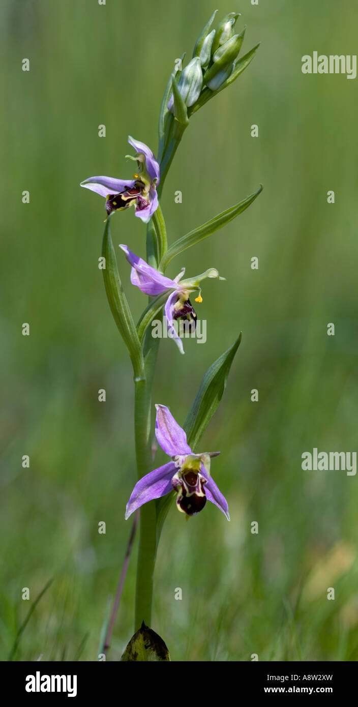 Bee Orchid (Ophrys apifera) con bel al di fuori della messa a fuoco lo sfondo biggleswade bedfordshire Foto Stock