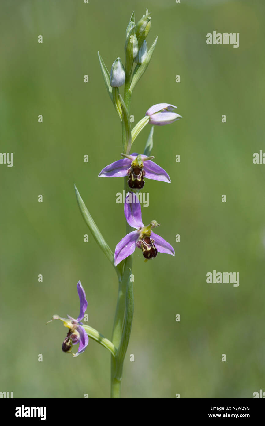 Bee Orchid (Ophrys apifera) con bel al di fuori della messa a fuoco lo sfondo biggleswade bedfordshire Foto Stock