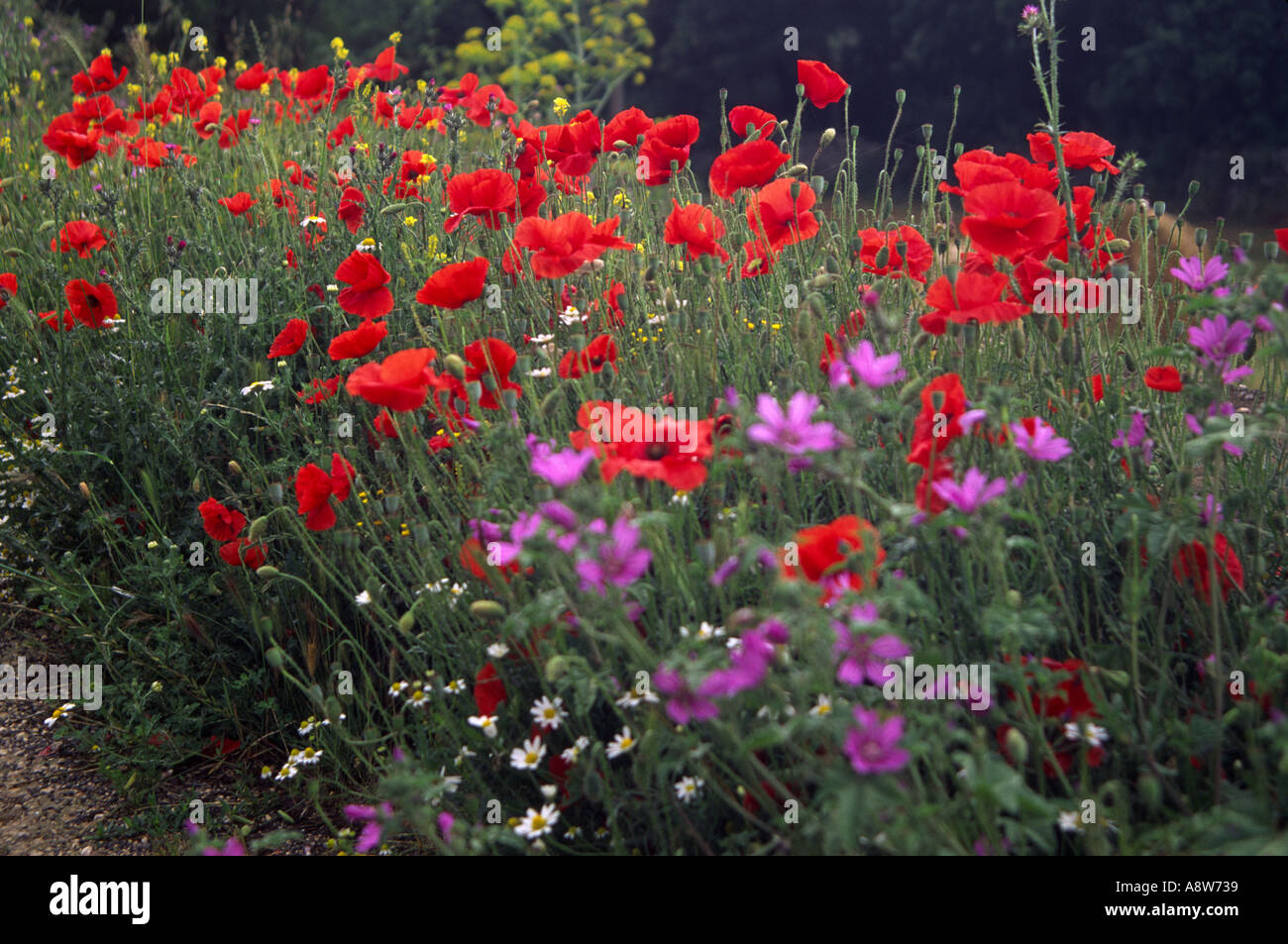 Papaveri rossi luminosi e altri fiori che crescono su una strada a raso Foto Stock