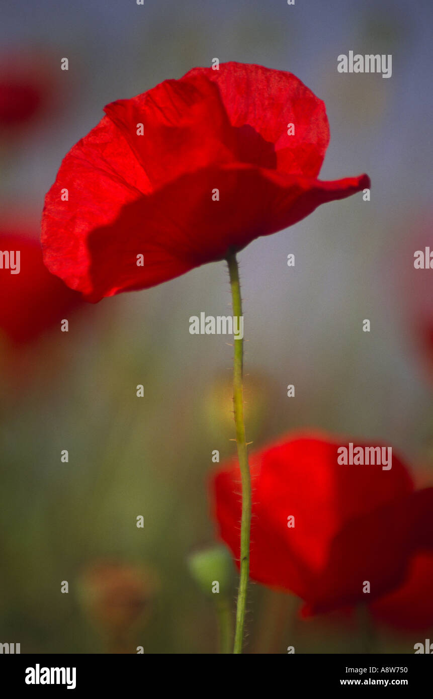 Primo piano di un singolo papavero rosso su un lungo gambo con altri blooms fuori di fuoco nello sfondo Foto Stock