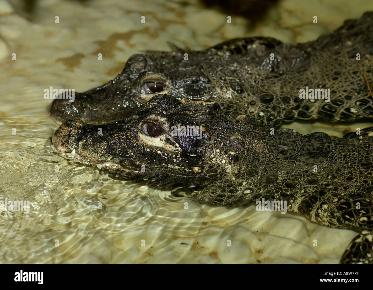 Una coppia di adulti coccodrilli nani (Osteolaemus tetraspis) fianco a fianco in acqua poco profonda Foto Stock