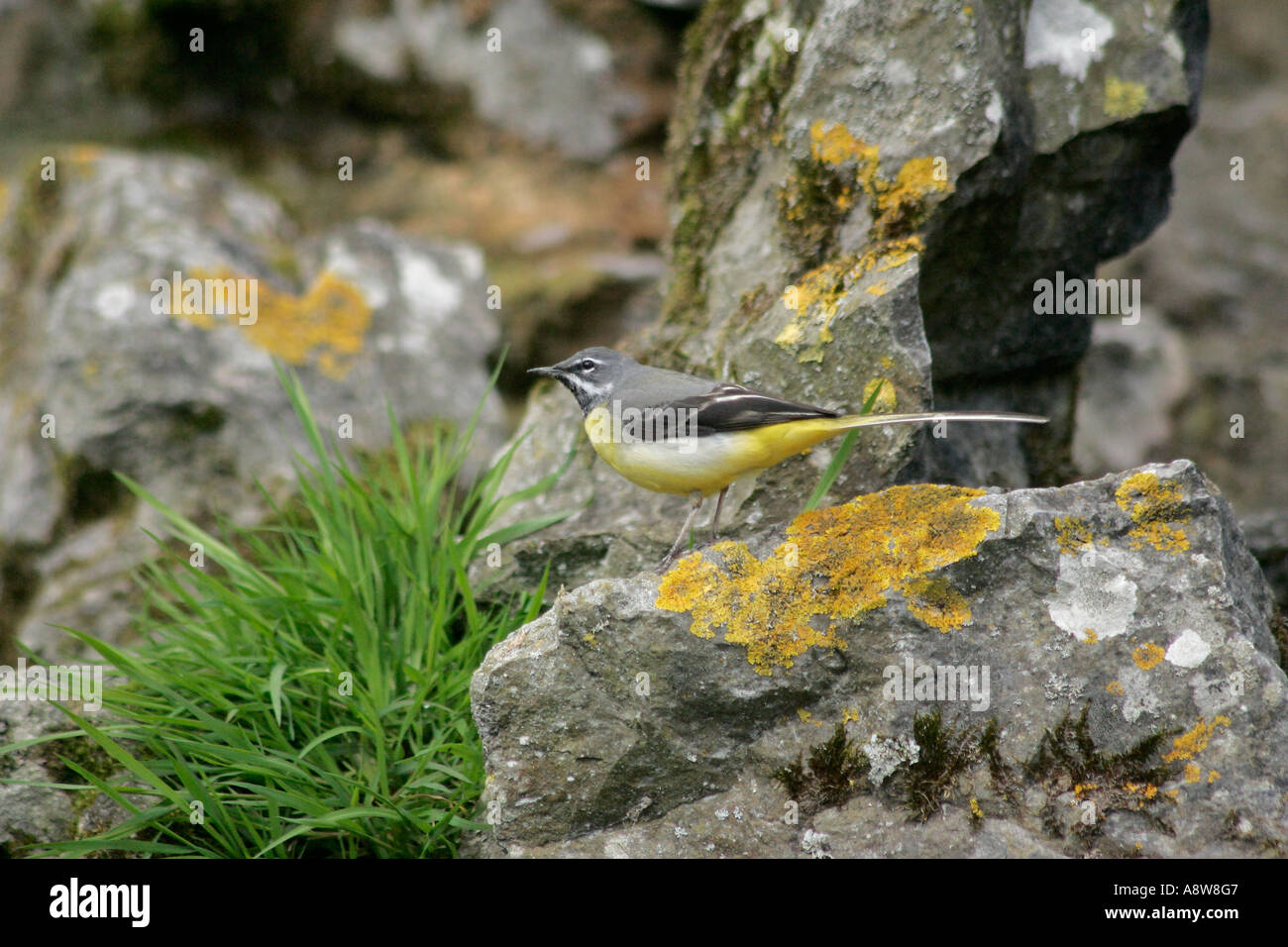 Wagtail grigio (Motacilla cinerea) arroccato su un lichene coperto rock vicino a cascata Foto Stock