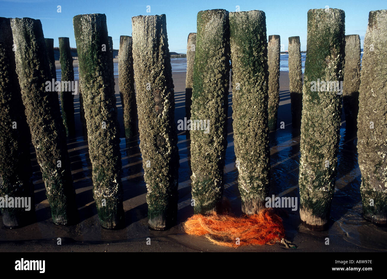 Struttura di frangionde sulla costa olandese Walcheren nei Paesi Bassi Foto Stock