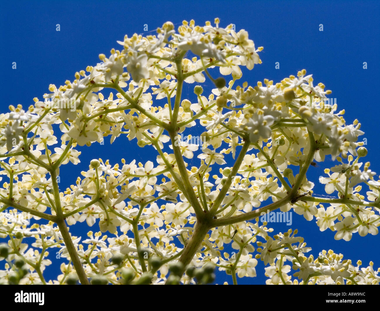 Il sambuco fiori in piena fioritura Foto Stock