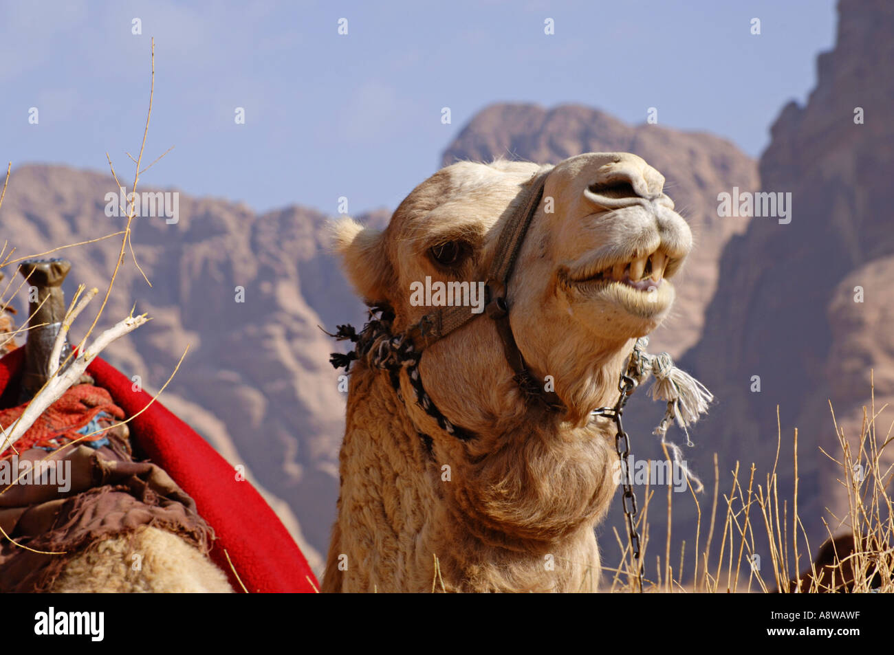 Camel nel Wadi Rum Area protetta della Giordania Foto Stock