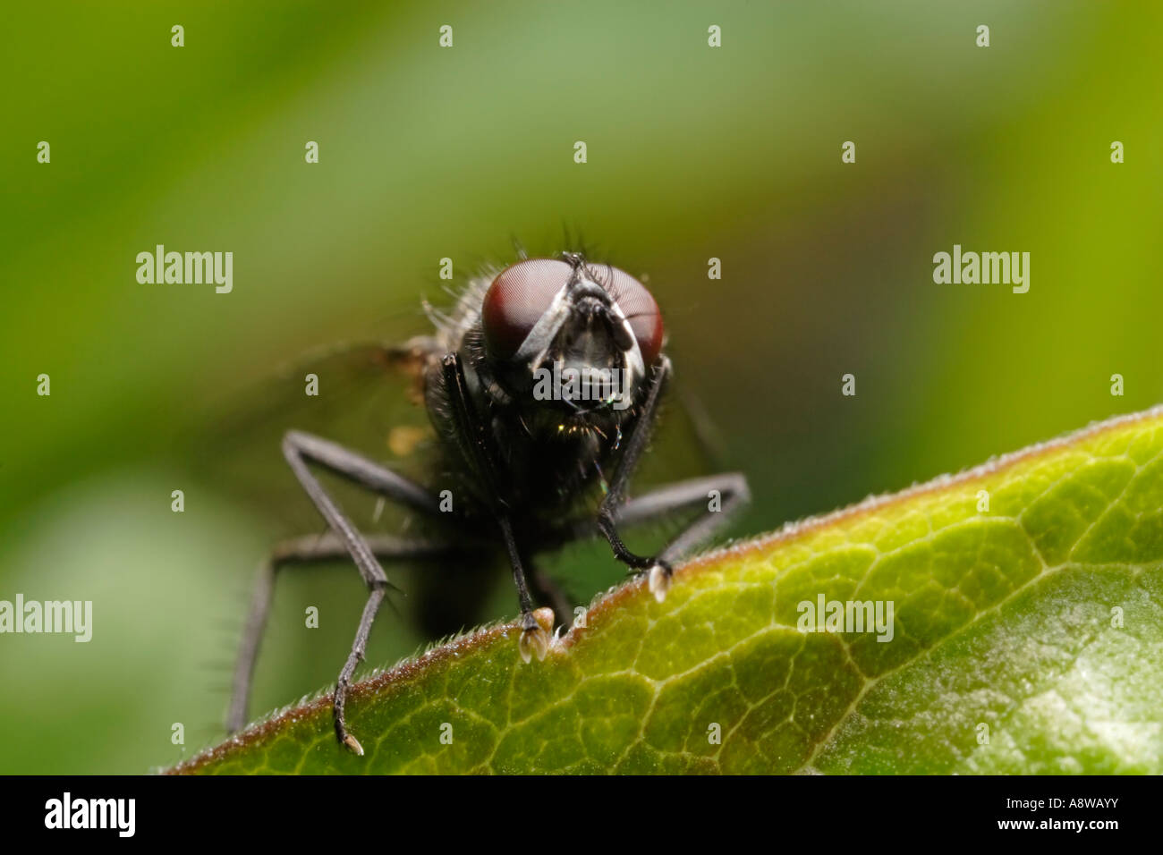 Mosca di casa (helina impuncta) ritratto Foto Stock