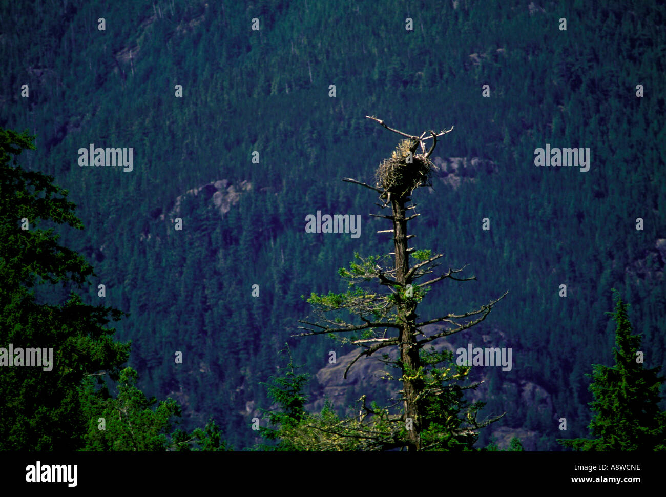 Eagle Nest nella struttura ad albero sulla Isola Melville nella desolazione il suono nel passaggio interno in British Columbia a provincia in Canada Foto Stock