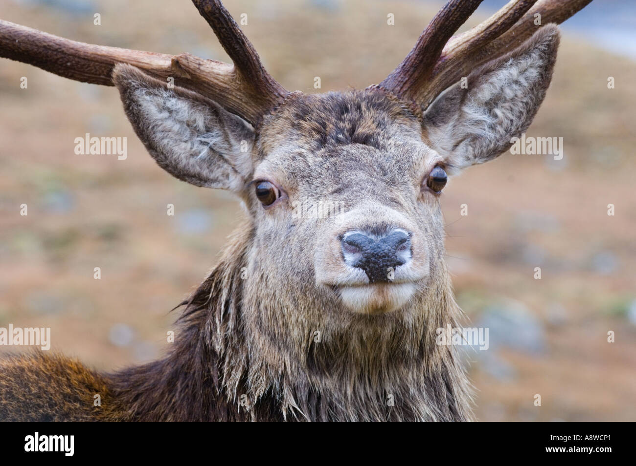 Red Deer stag Highlands scozzesi inverno Foto Stock