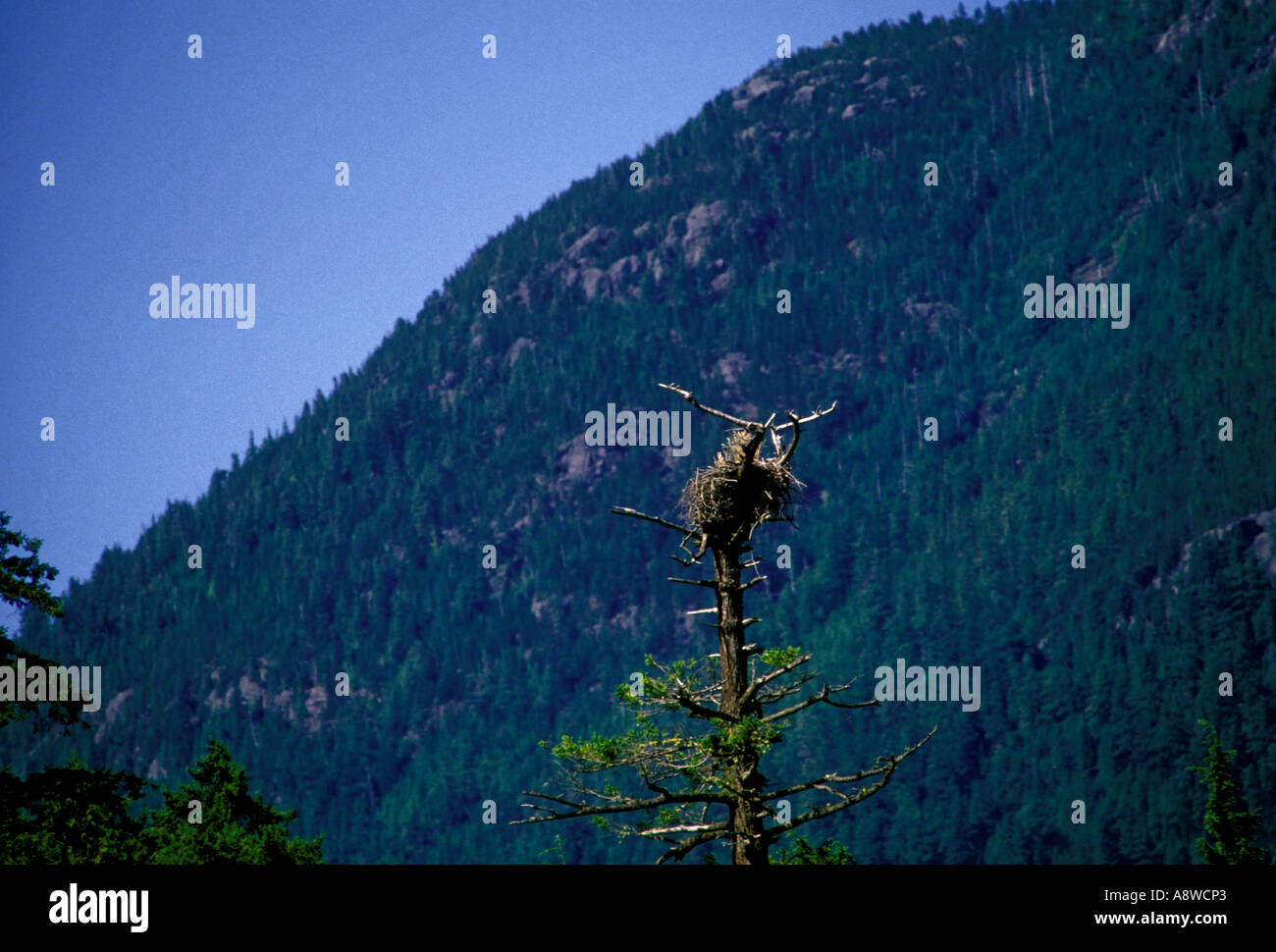 Eagle Nest nella struttura ad albero sulla Isola Melville nella desolazione il suono nel passaggio interno in British Columbia a provincia in Canada Foto Stock