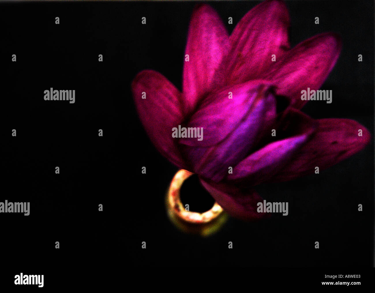 SUB90422 d0005 Fiore di loto in vaso di fiori Foto Stock