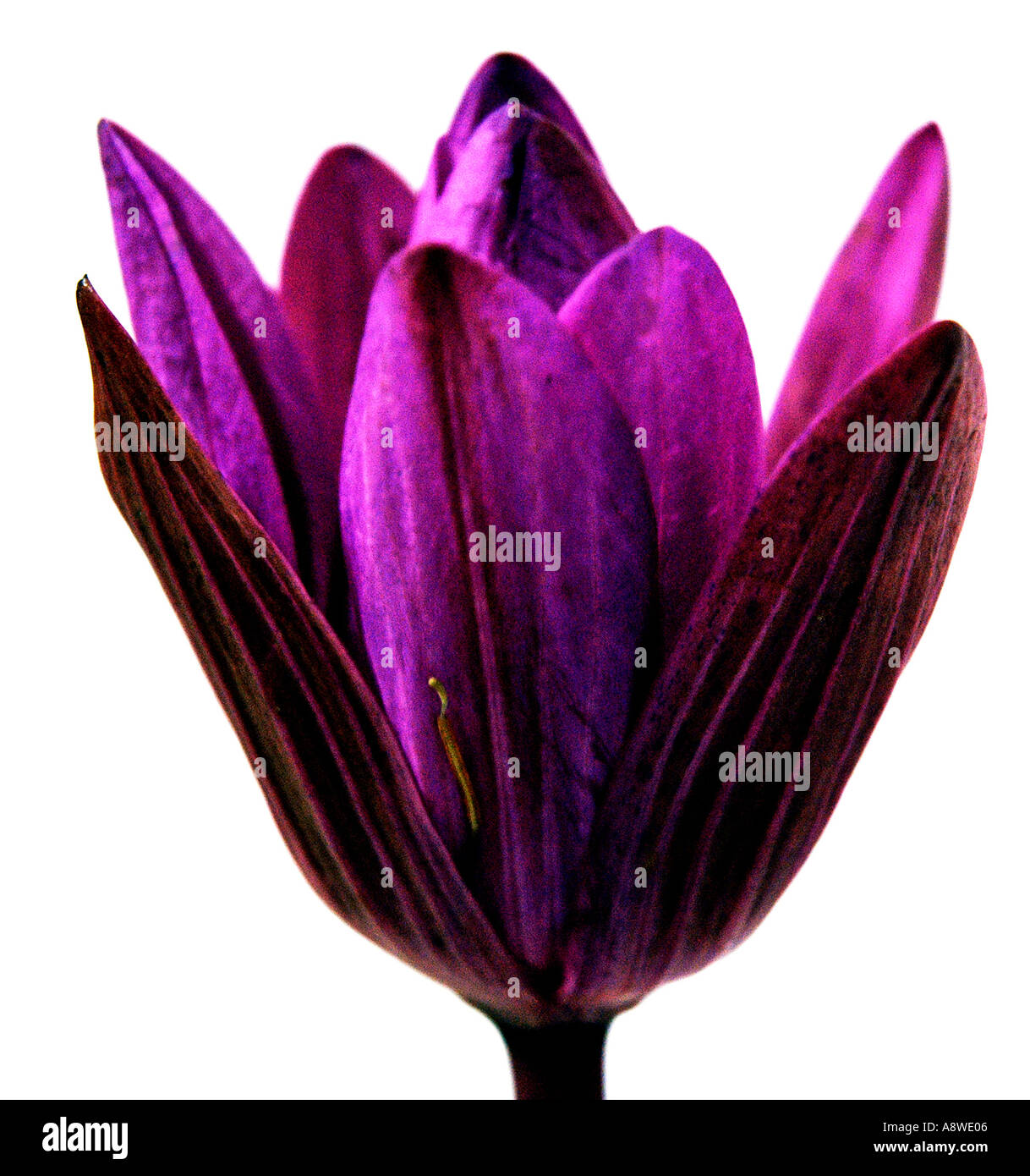 Fiore di loto viola viola su sfondo bianco Foto Stock