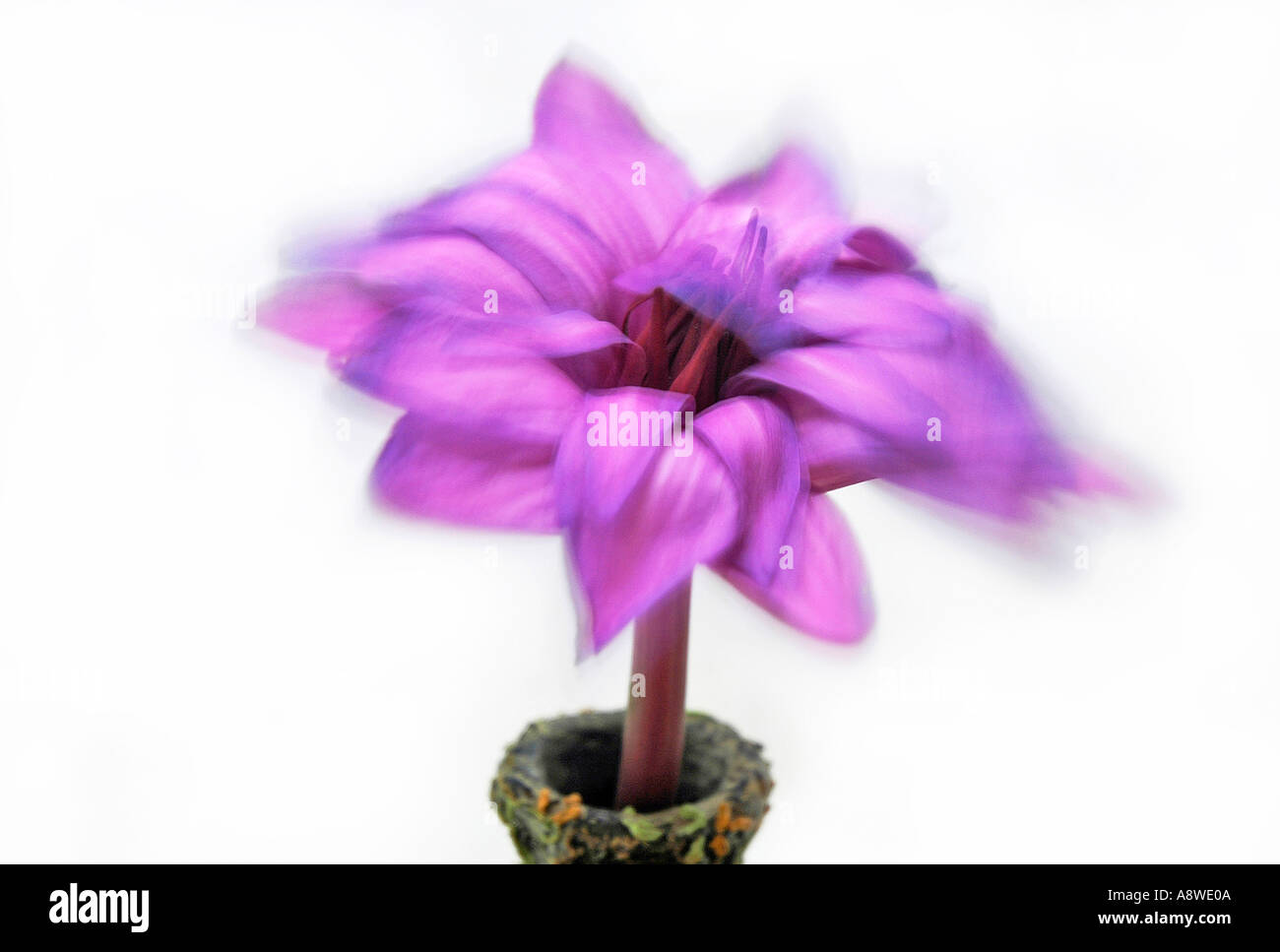 Violetta fiore di loto in bottiglia su sfondo bianco Foto Stock
