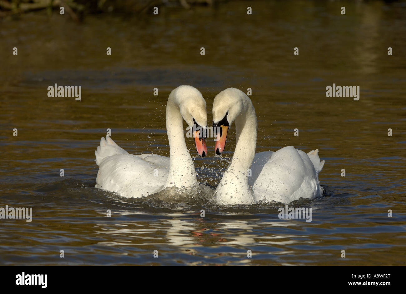 Cigno Cygnus olor Buckinghamshire UK coppia nel corteggiamento Foto Stock