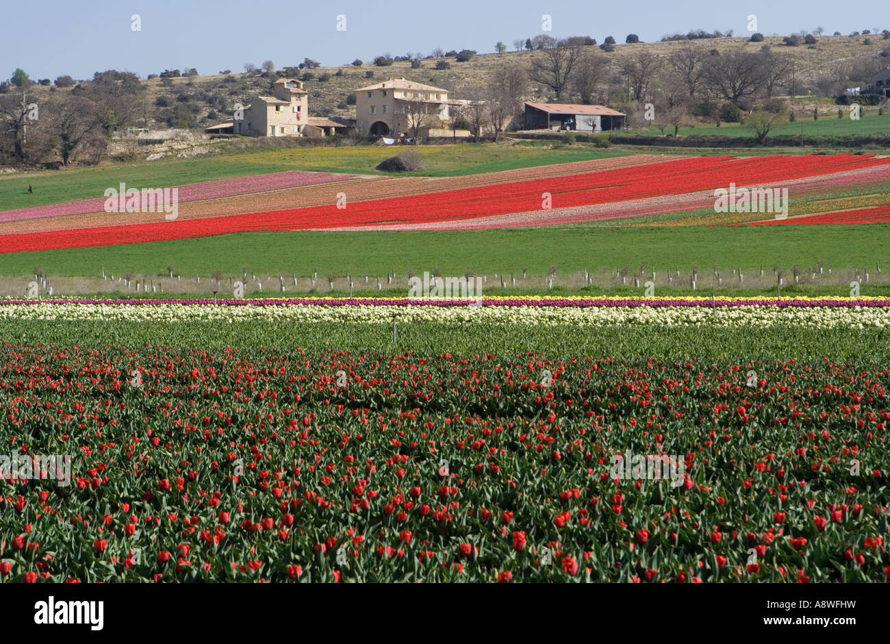 Campi di Tulipani vicino a Lurs in Provenza, Francia meridionale Foto Stock