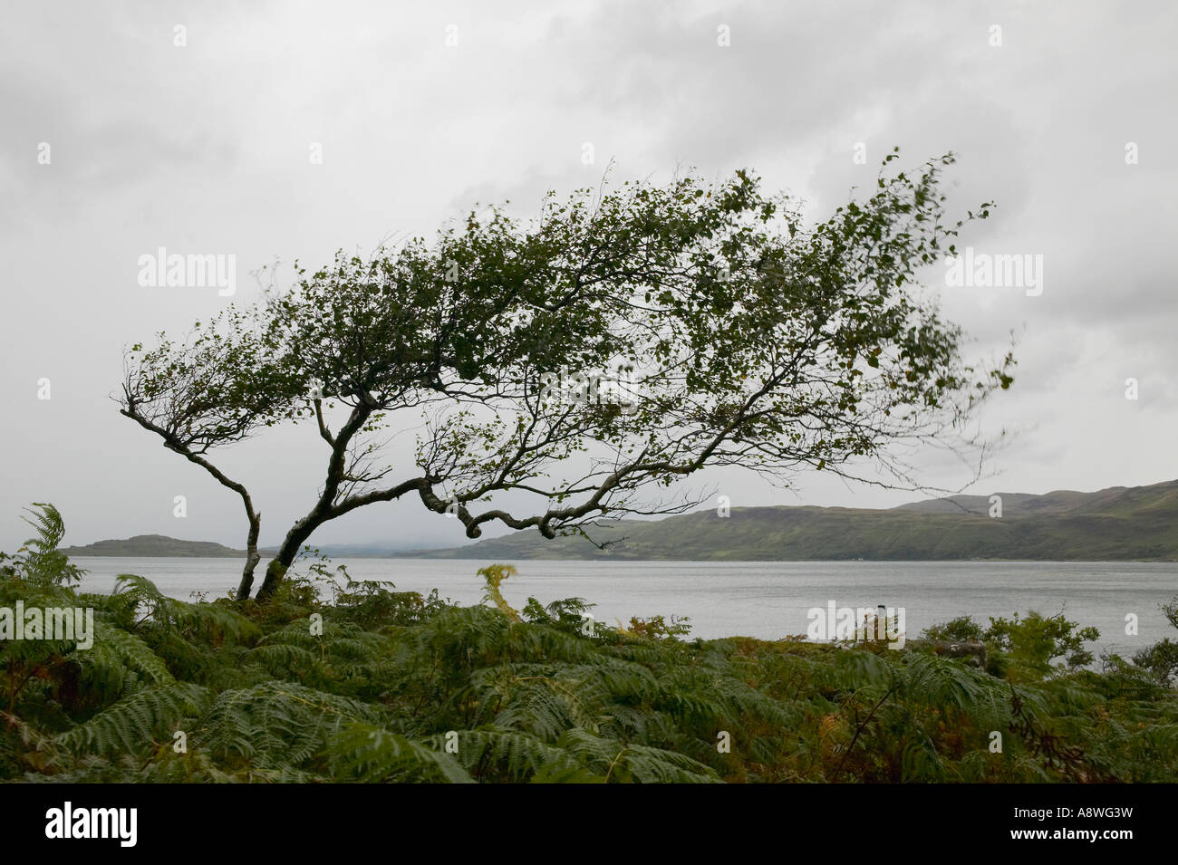 Solitario albero spazzate dal vento sulla costa di Mull Scozia Scotland Foto Stock