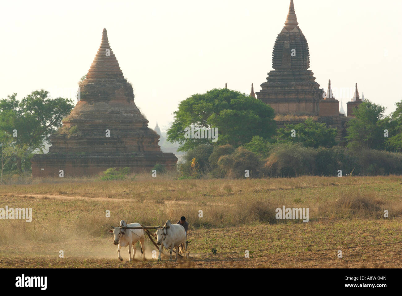 Asia, Myanmar, Bagan, contadino ara campo nel mezzo di Bagan templi Foto Stock