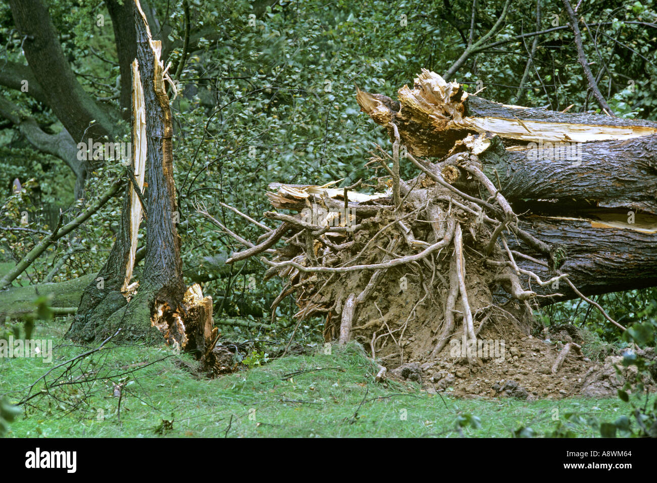 Albero a Bushy Park West London sradicati dalla grande tempesta 16 ottobre 1987. JMH0509 Foto Stock