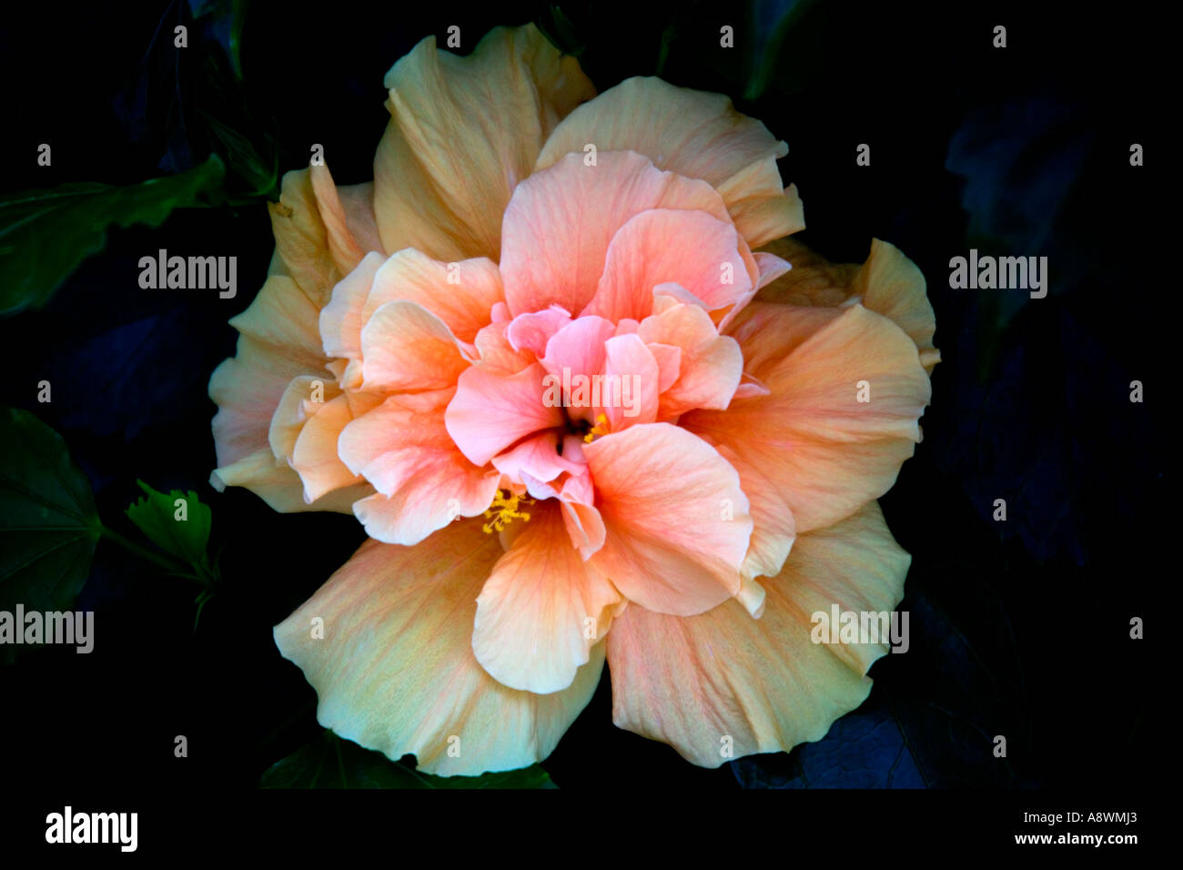 Ibisco rosa fiore contro uno sfondo nero Foto Stock