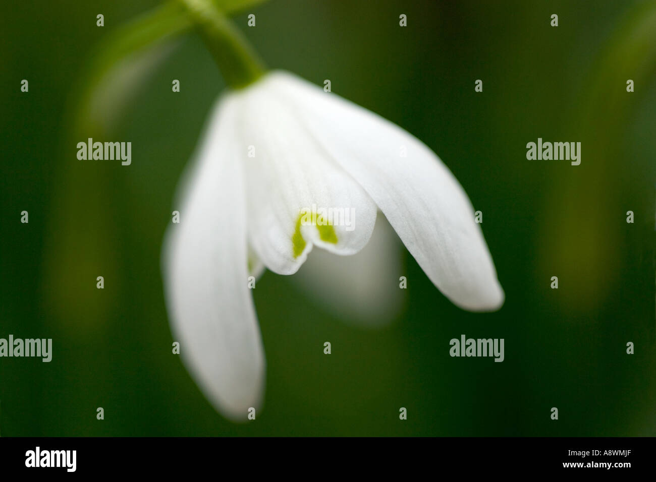 Macro di Snowdrop (Galanthus nivalis) prese a Lydiard Park, Swindon, Wiltshire Foto Stock