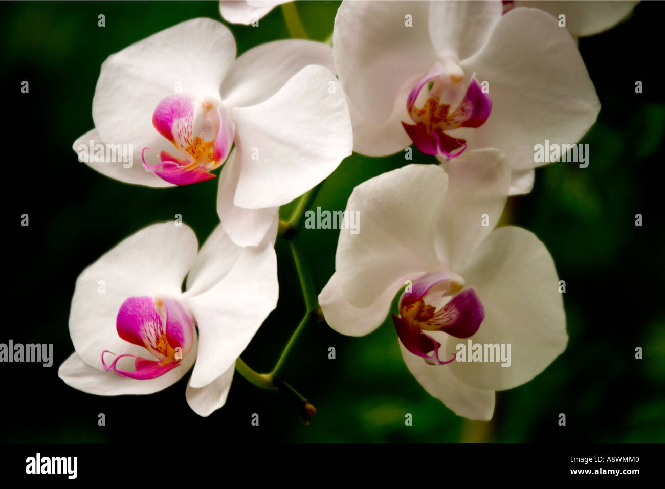 Prese nella casa delle orchidee al Parco Palmitos, Gran Canaria, Spagna Foto Stock